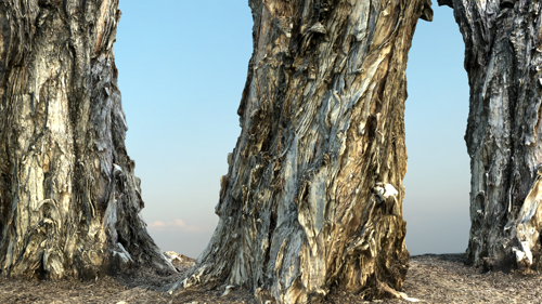 Paper Bark Tree (Melaleuca) preview image